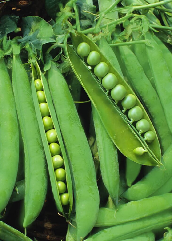 Peas