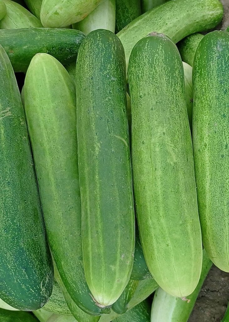Cucumber